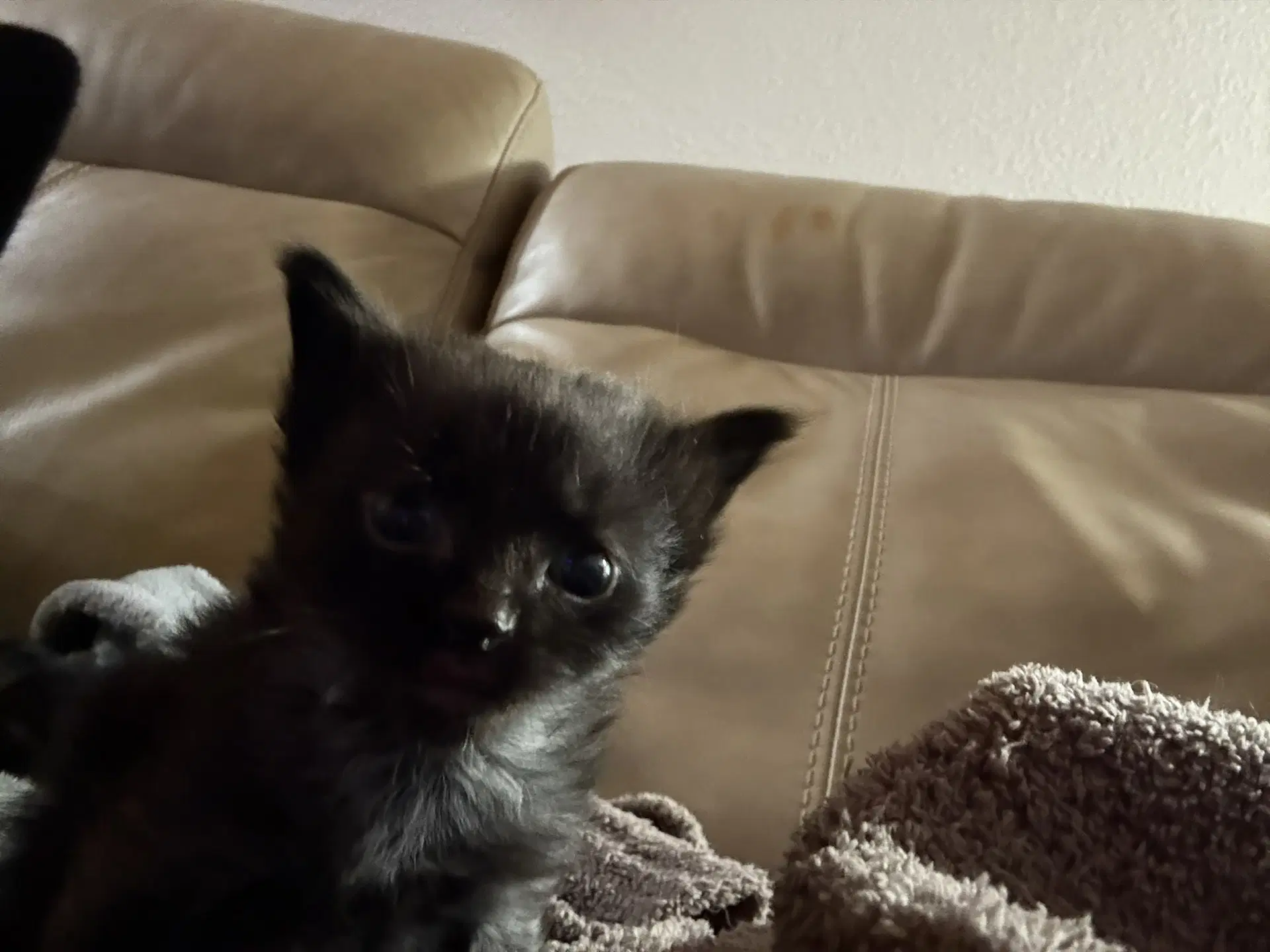 Cassian - Domestic Medium Hair