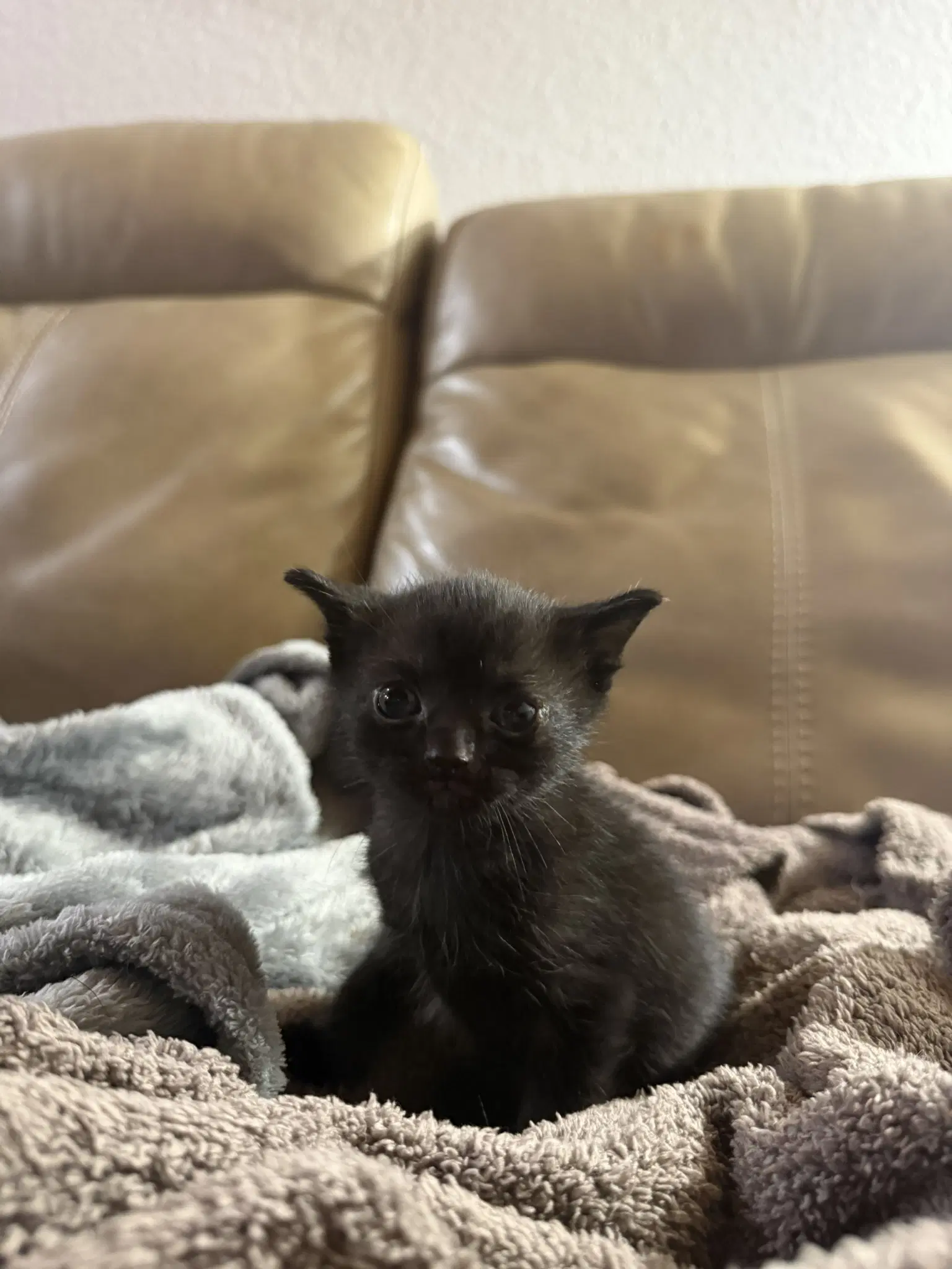 Azriel - Domestic Medium Hair