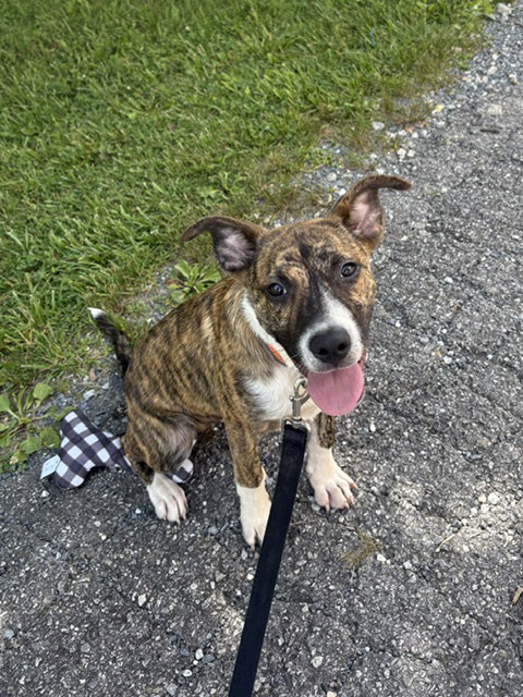 Howie
