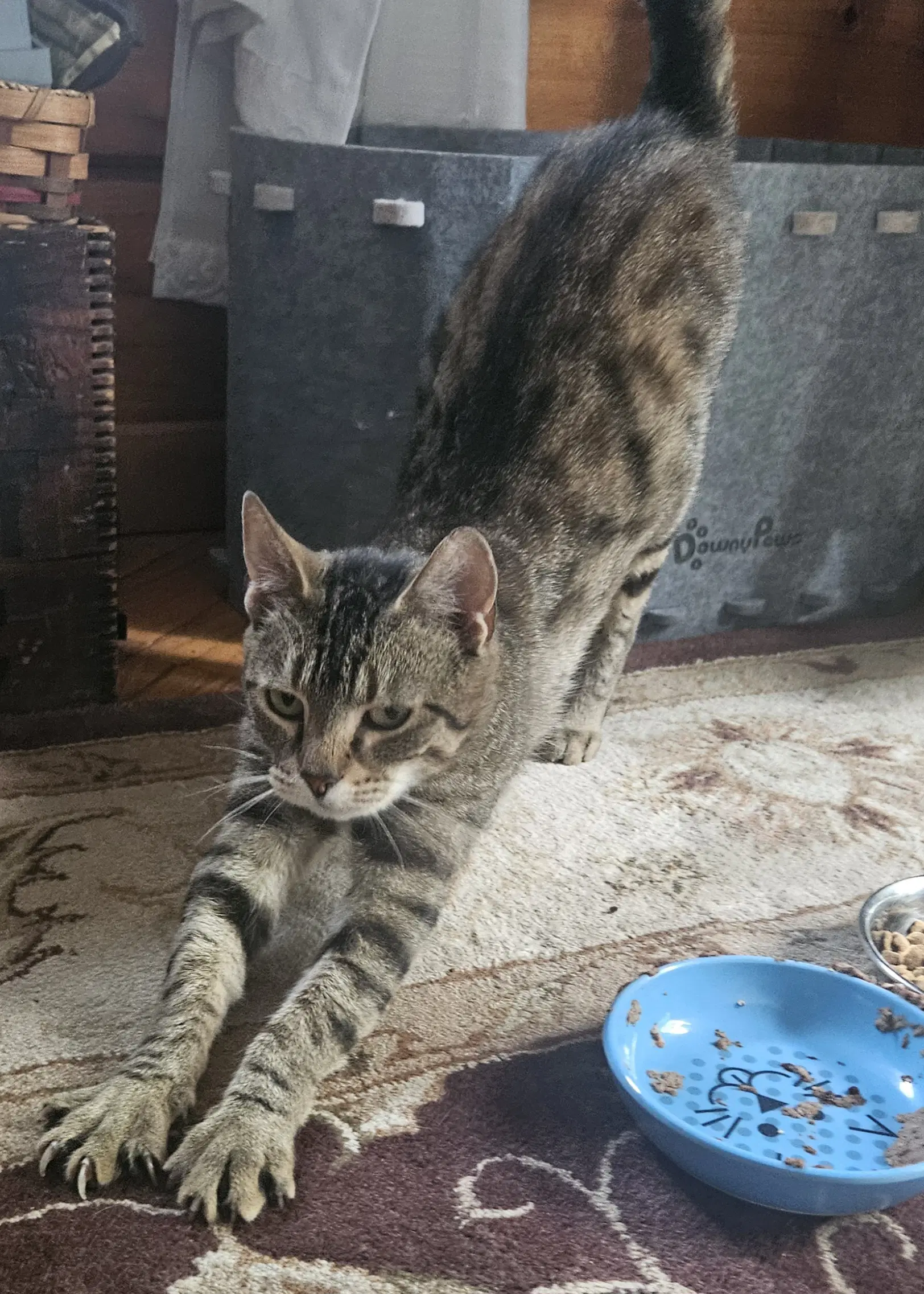Poppy - Domestic Short Hair