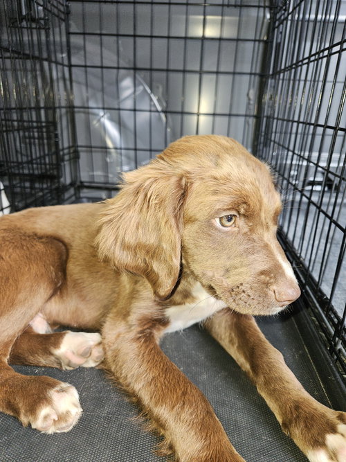 Brownie, an adoptable Labrador Retriever in Blairsville, GA