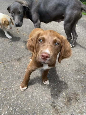 Brownie photo 2