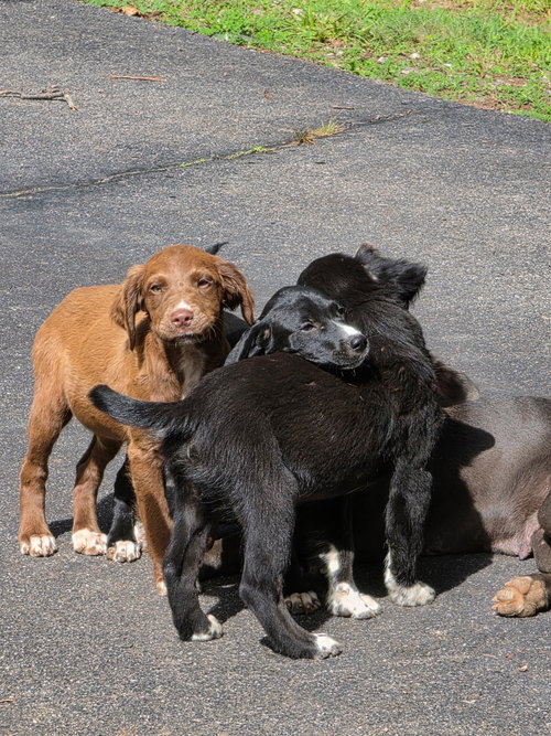 Brownie photo 3