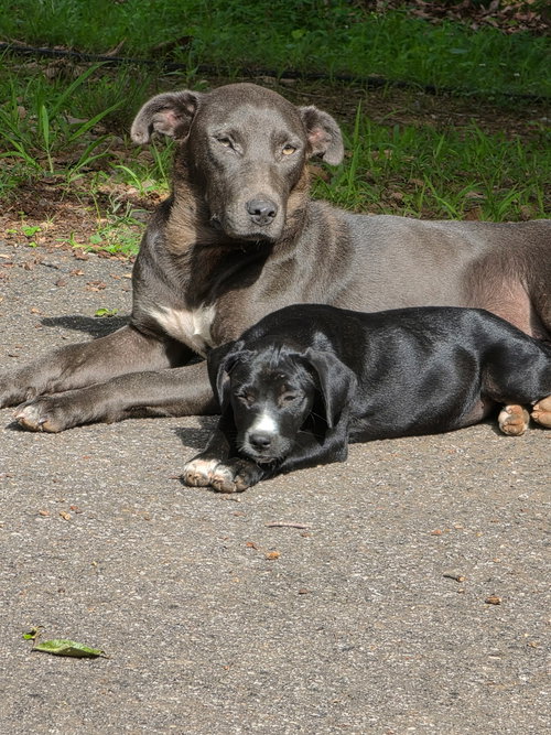 Chunkie, an adoptable Labrador Retriever in Blairsville, GA