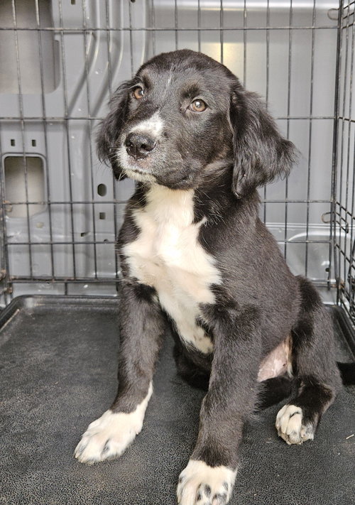 Missie, an adoptable Terrier in Blairsville, GA
