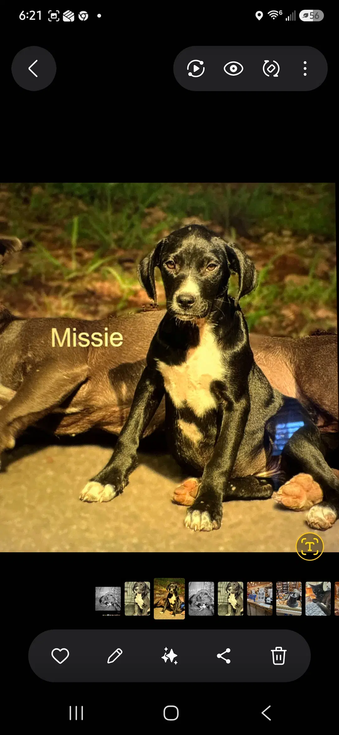 Missie - Terrier