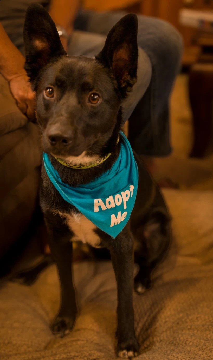 Bowie