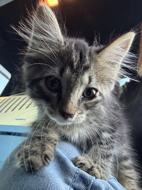 Chancey, an adoptable Domestic Medium Hair in Blairsville, GA