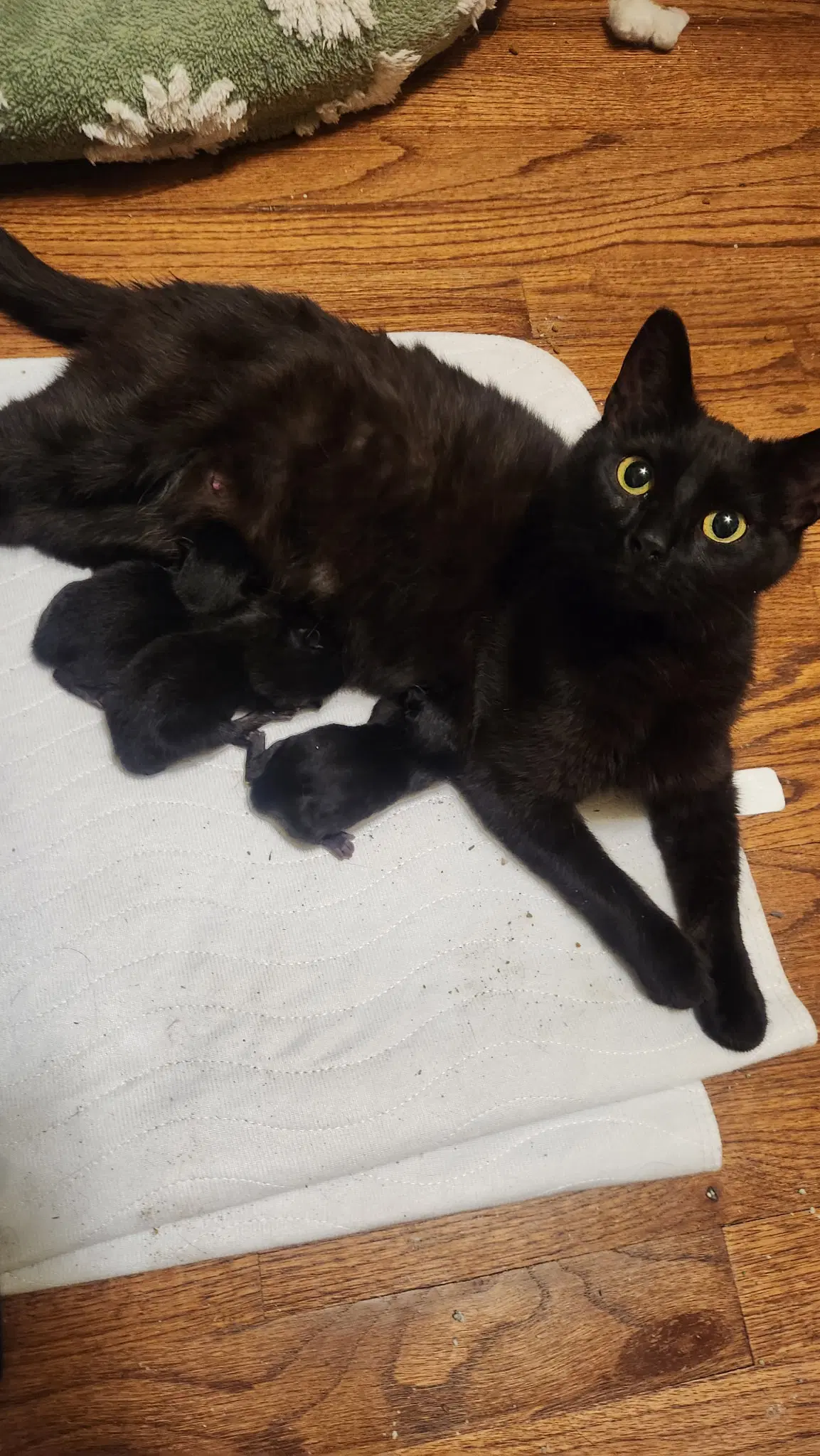 Mia - Domestic Medium Hair