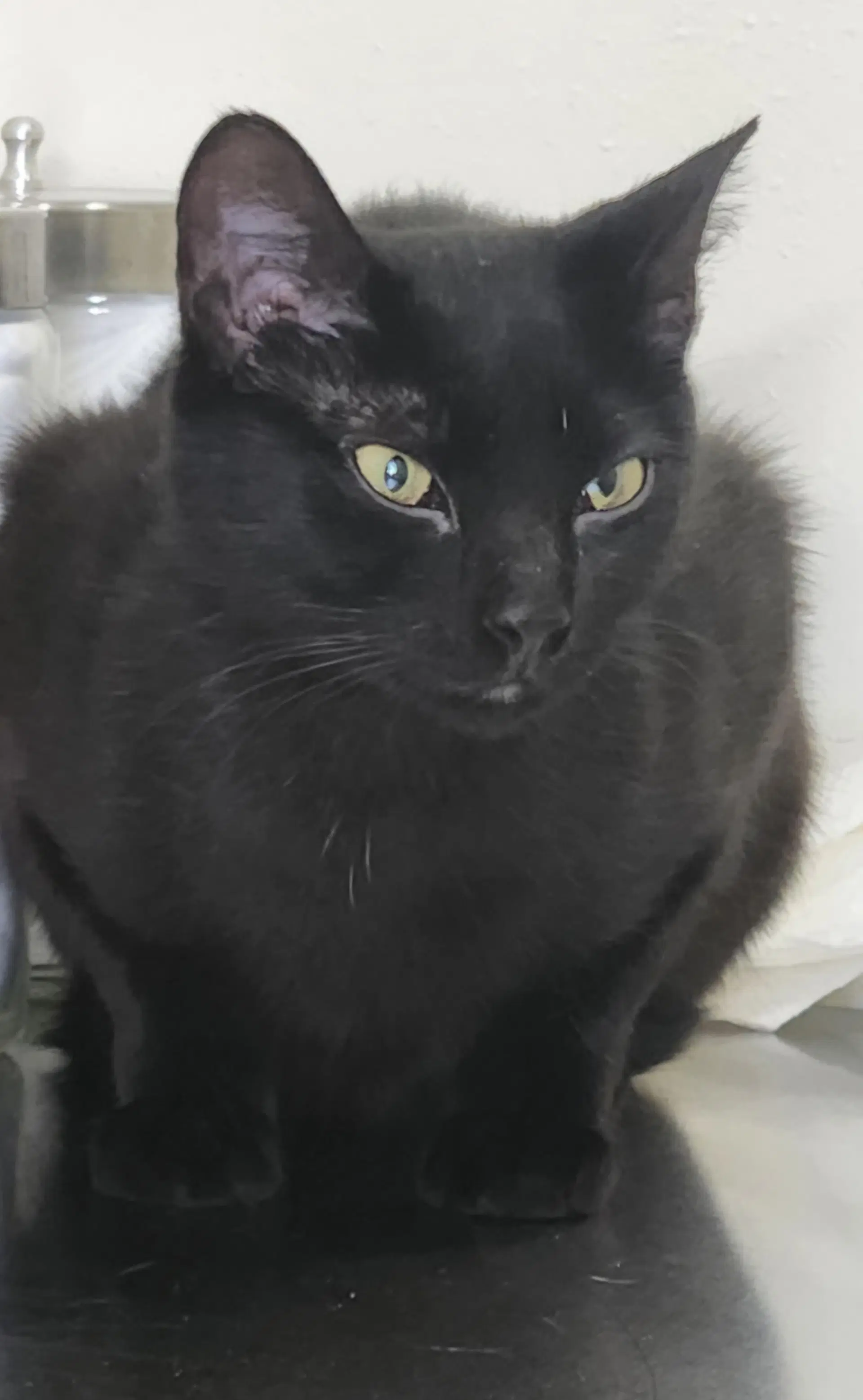 Mia - Domestic Medium Hair