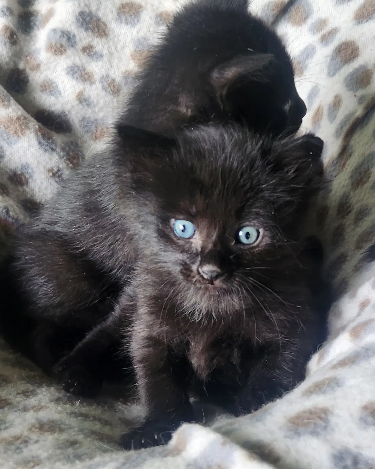 Cinder - Domestic Medium Hair