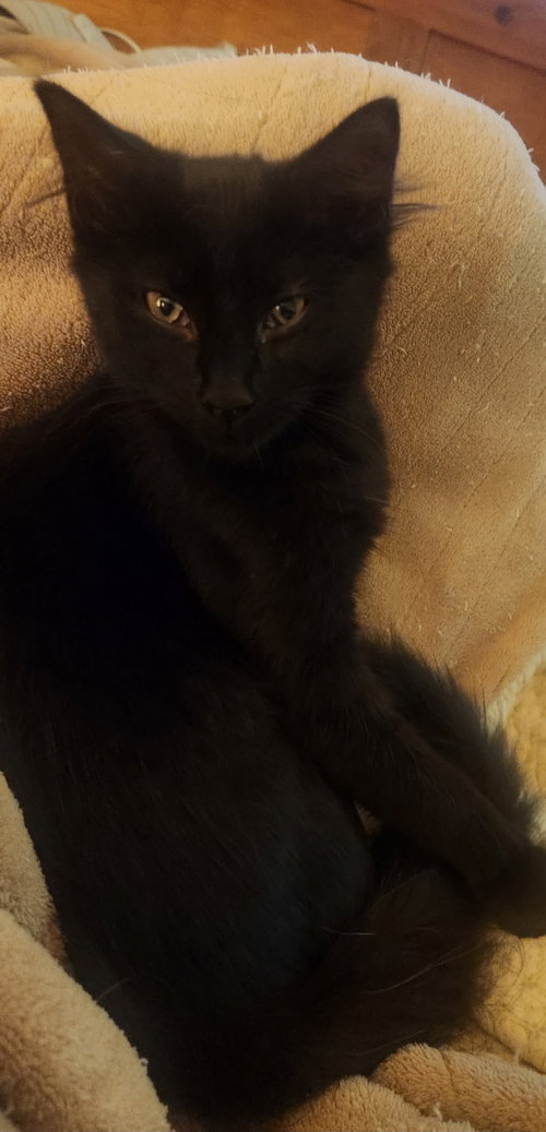 Photo 2 of Cinder