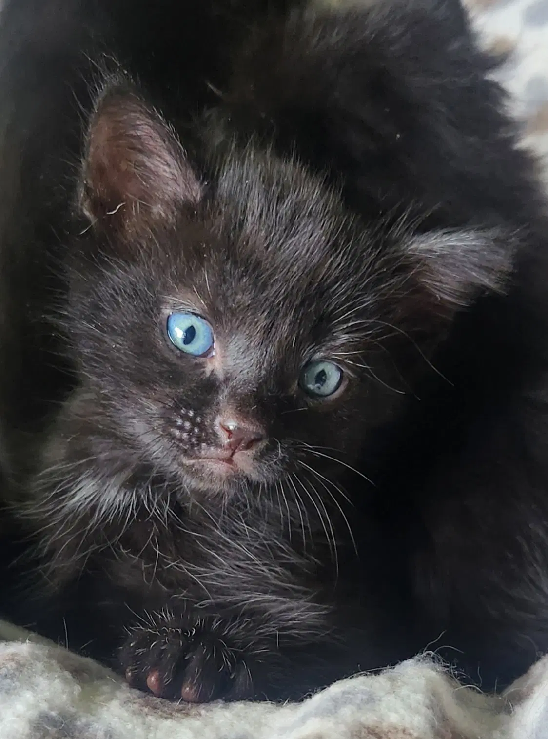 Asher - Domestic Medium Hair