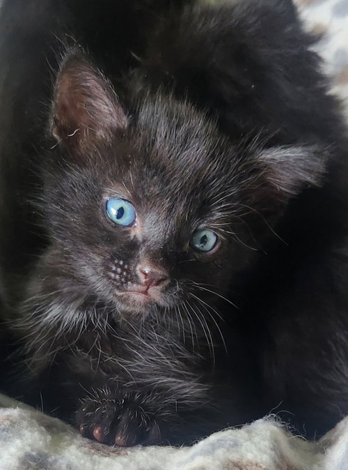 Asher, an adoptable Domestic Medium Hair in Blairsville, GA
