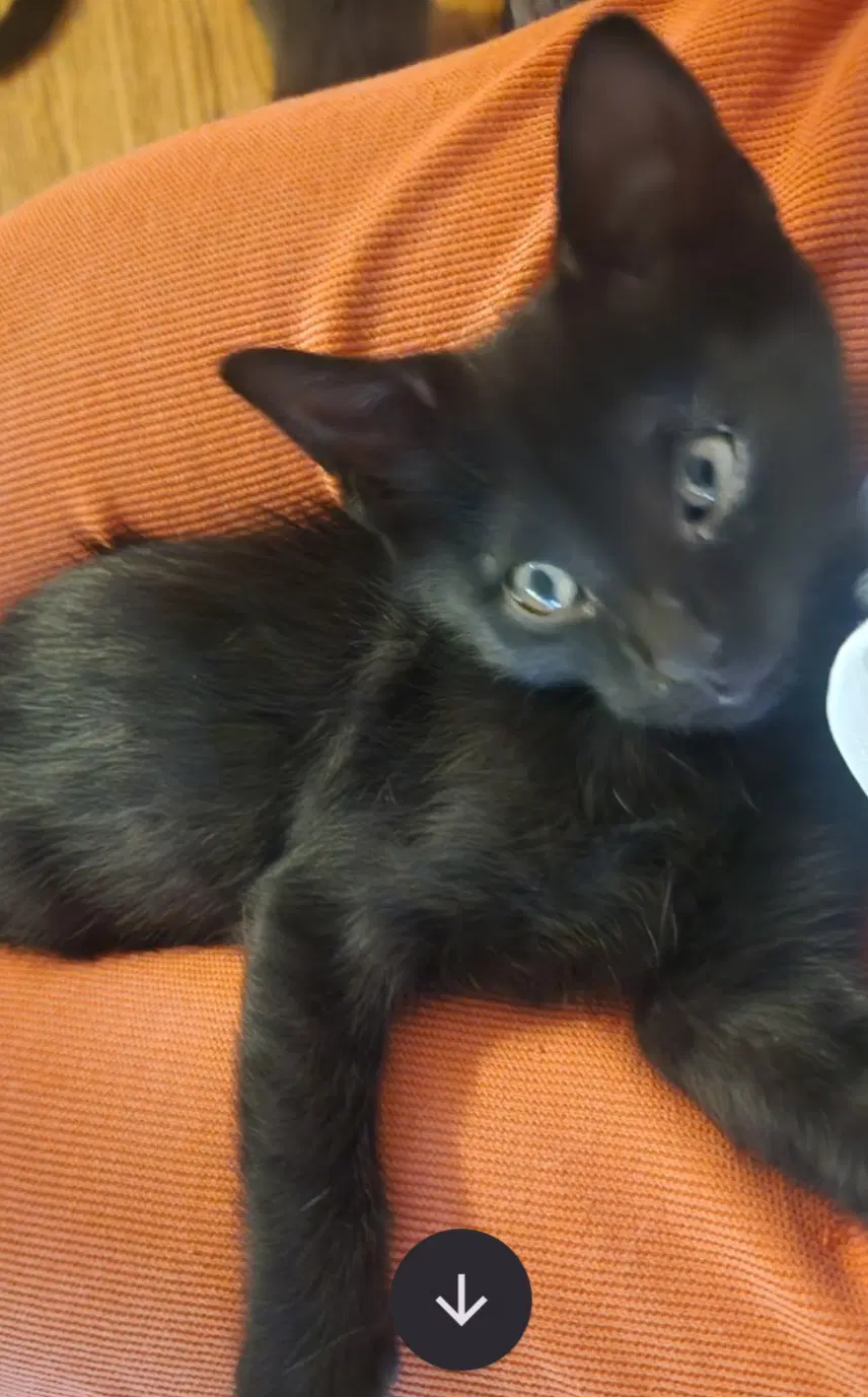 Asher - Domestic Medium Hair