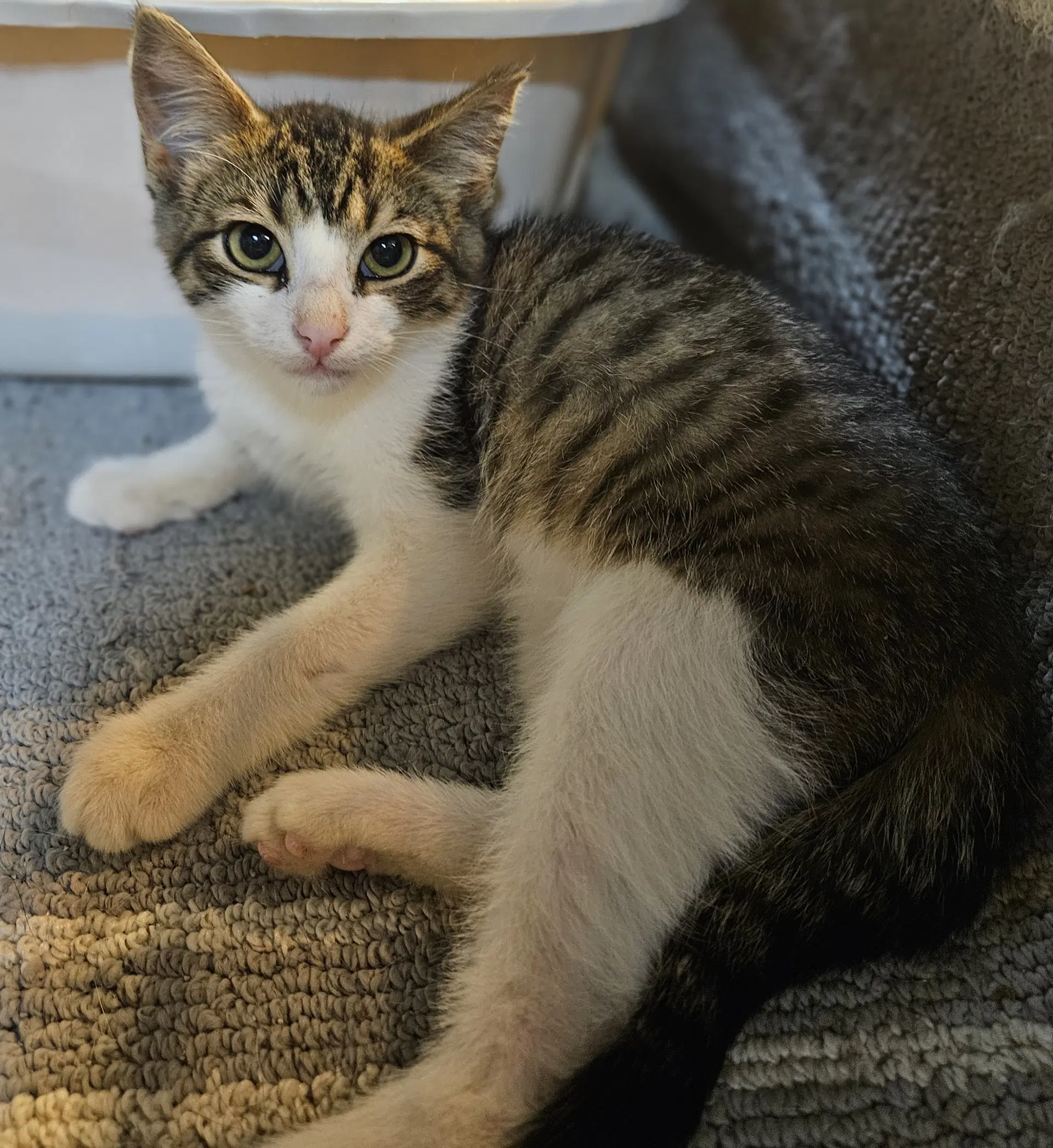 Rev - Domestic Medium Hair