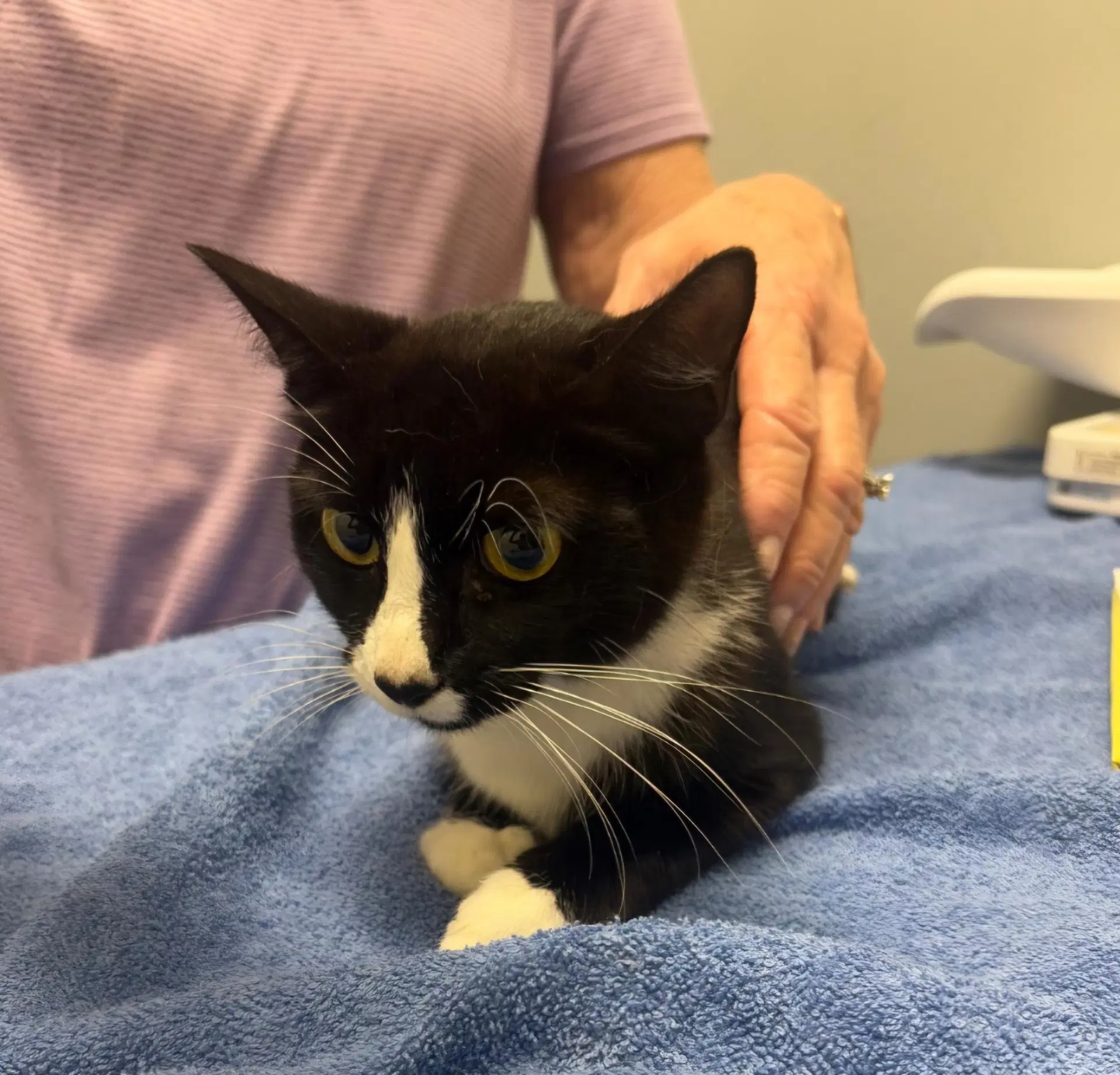 Tinker - Domestic Medium Hair
