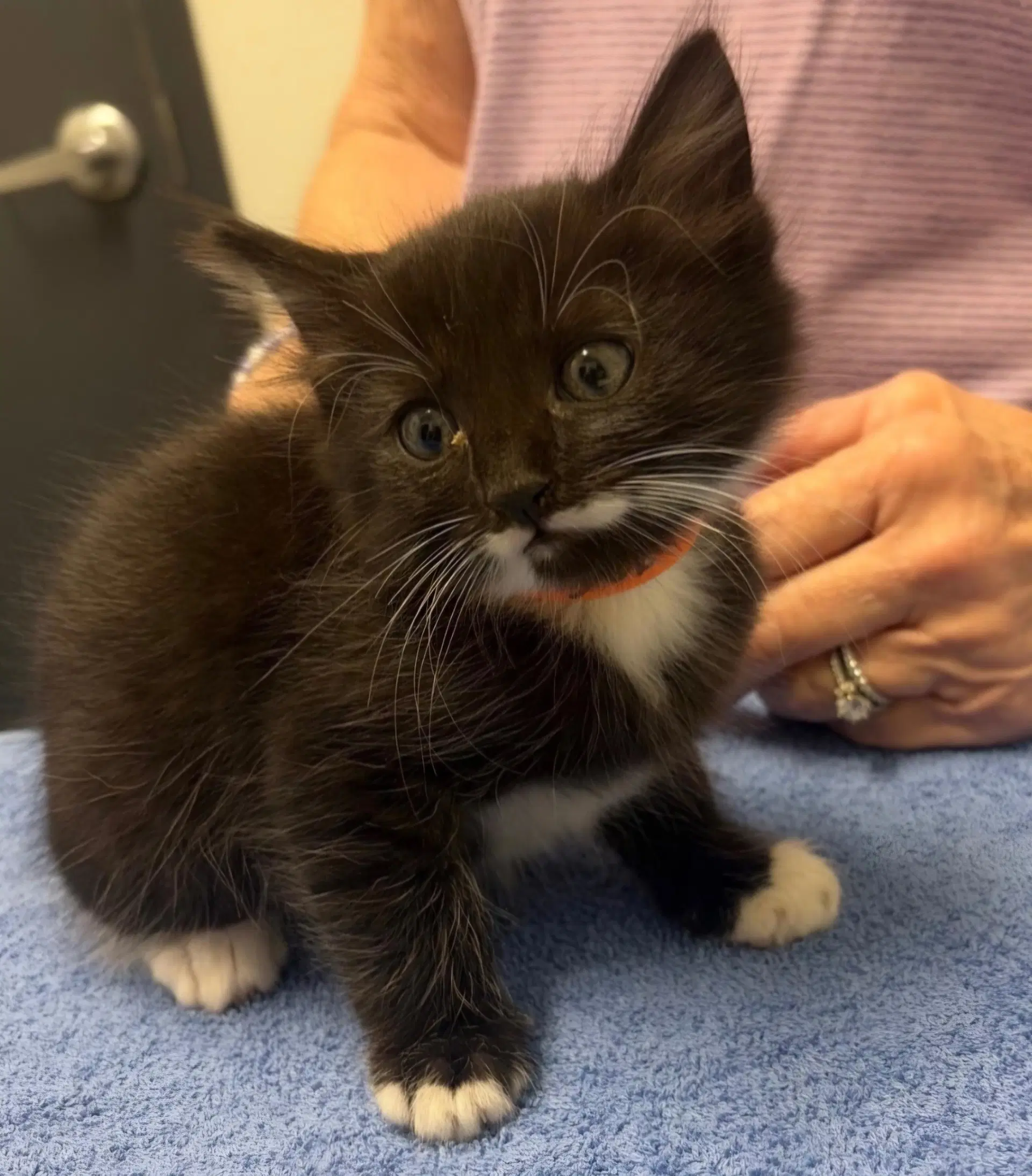 Shadow - Domestic Medium Hair