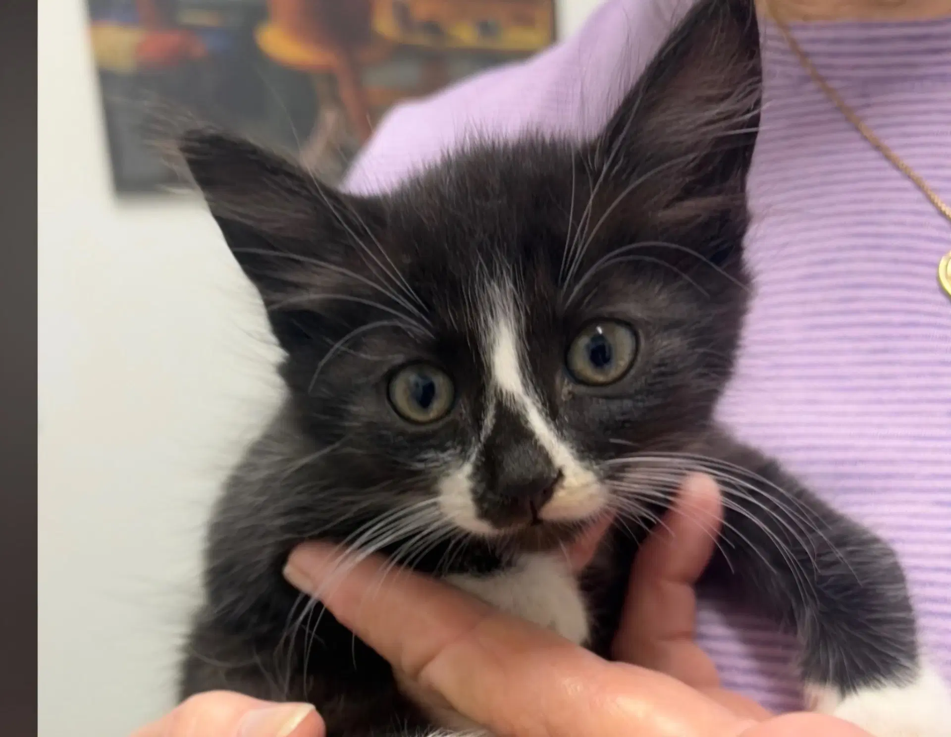 Scooter - Domestic Short Hair