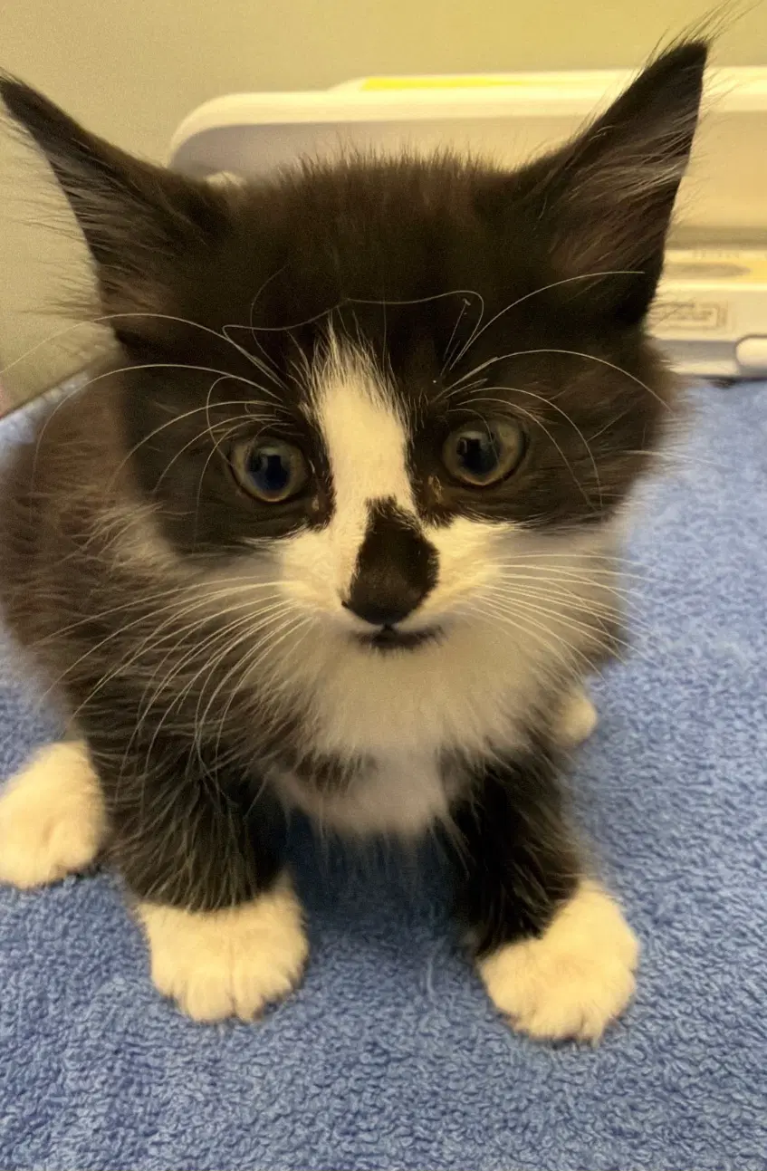 Mittens - Domestic Medium Hair