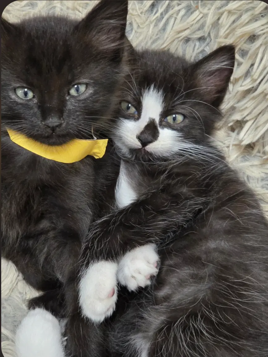 Mittens image 3