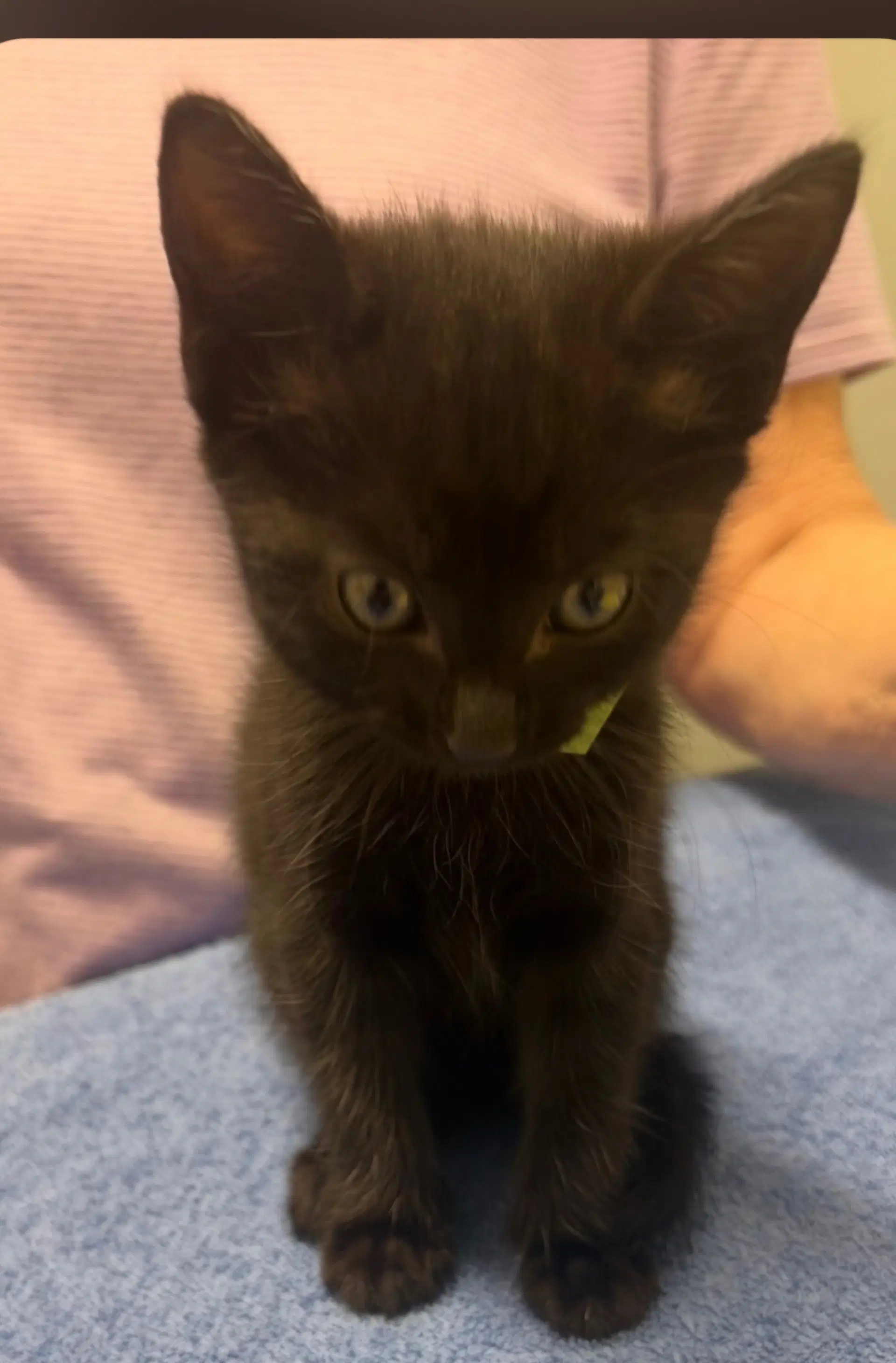 Precious - Domestic Short Hair
