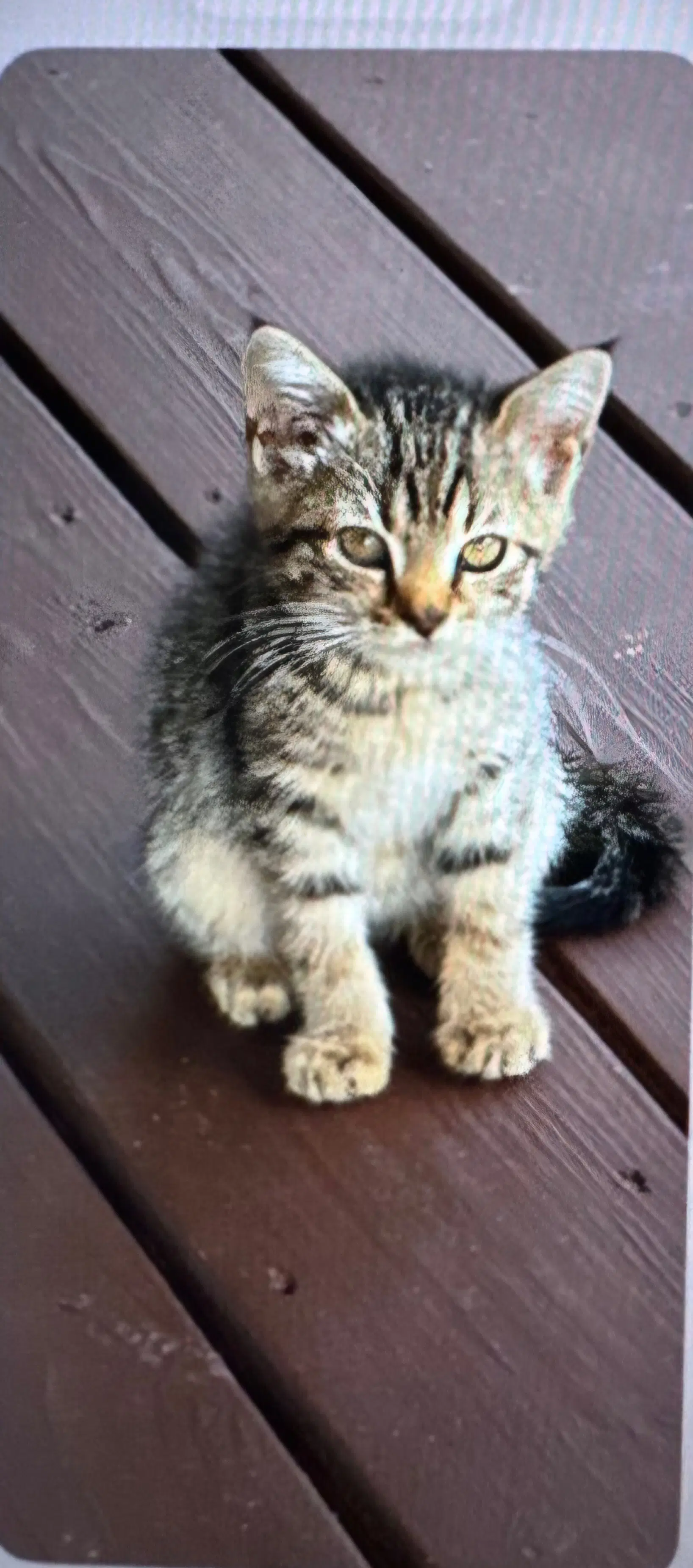 Whisper - Domestic Medium Hair