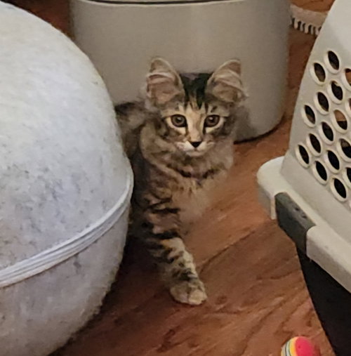 Whisper, a cat for adoption from Safe Pet Project Inc