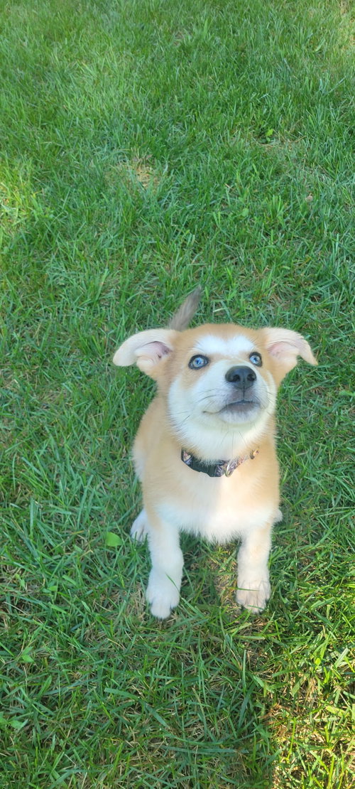 Photo 4 of Bluey