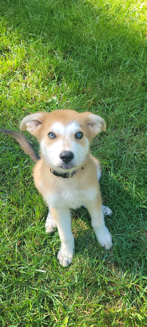 Photo 5 of Bluey