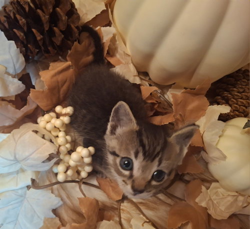 picture of the cat needing adoption