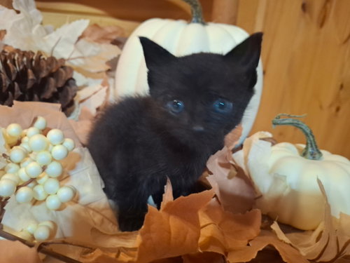 picture of the cat needing adoption