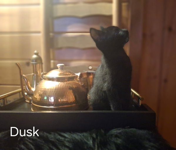 Dusk
