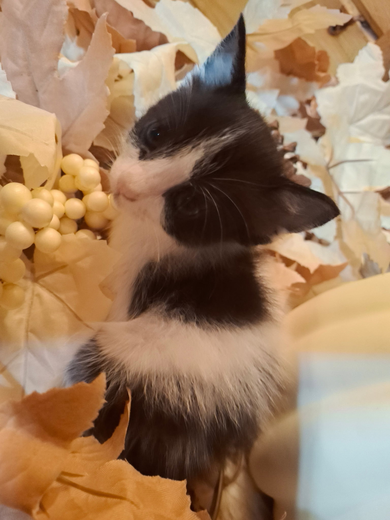 Domino, Domestic Medium Hair