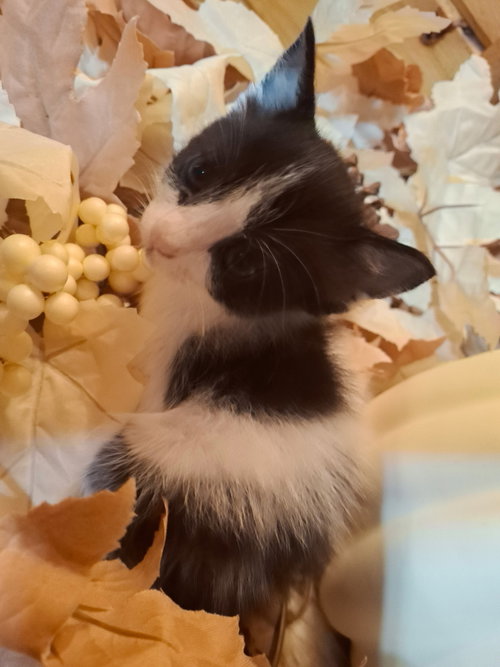 picture of the cat needing adoption