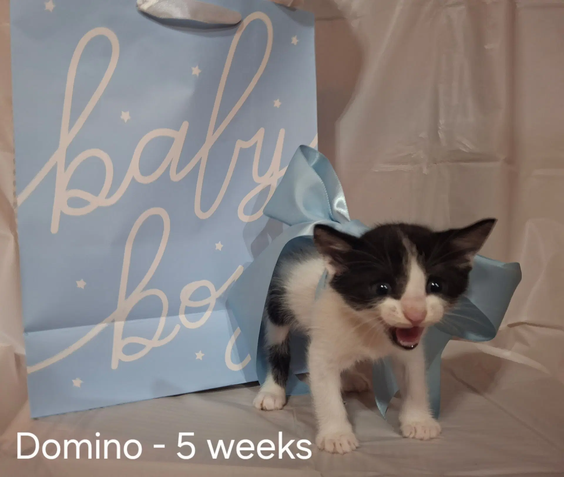 Domino image 3