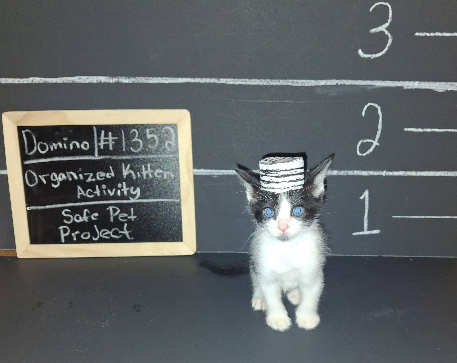 Domino, photo 4