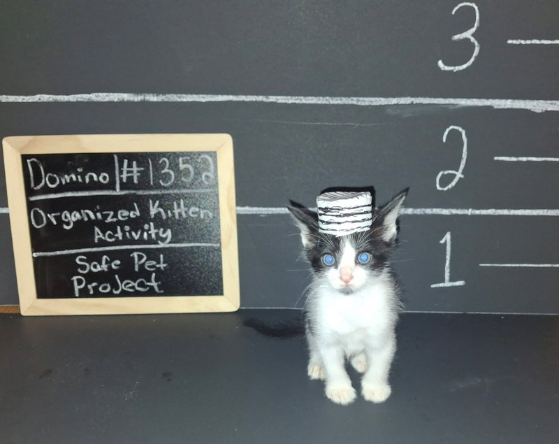 Domino, photo 4