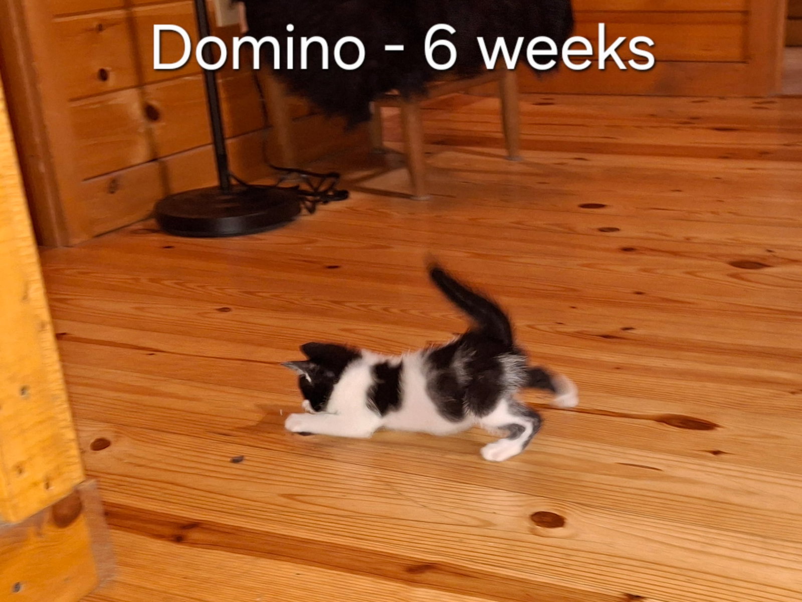 Domino, photo 5