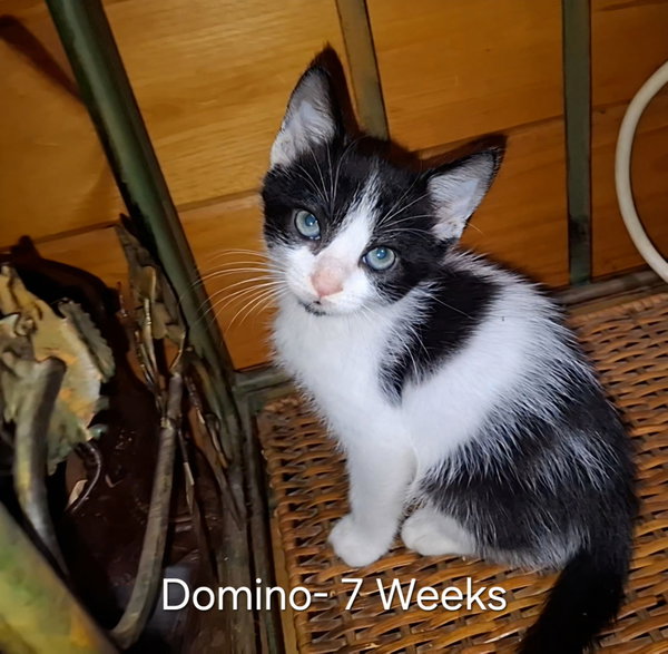Domino