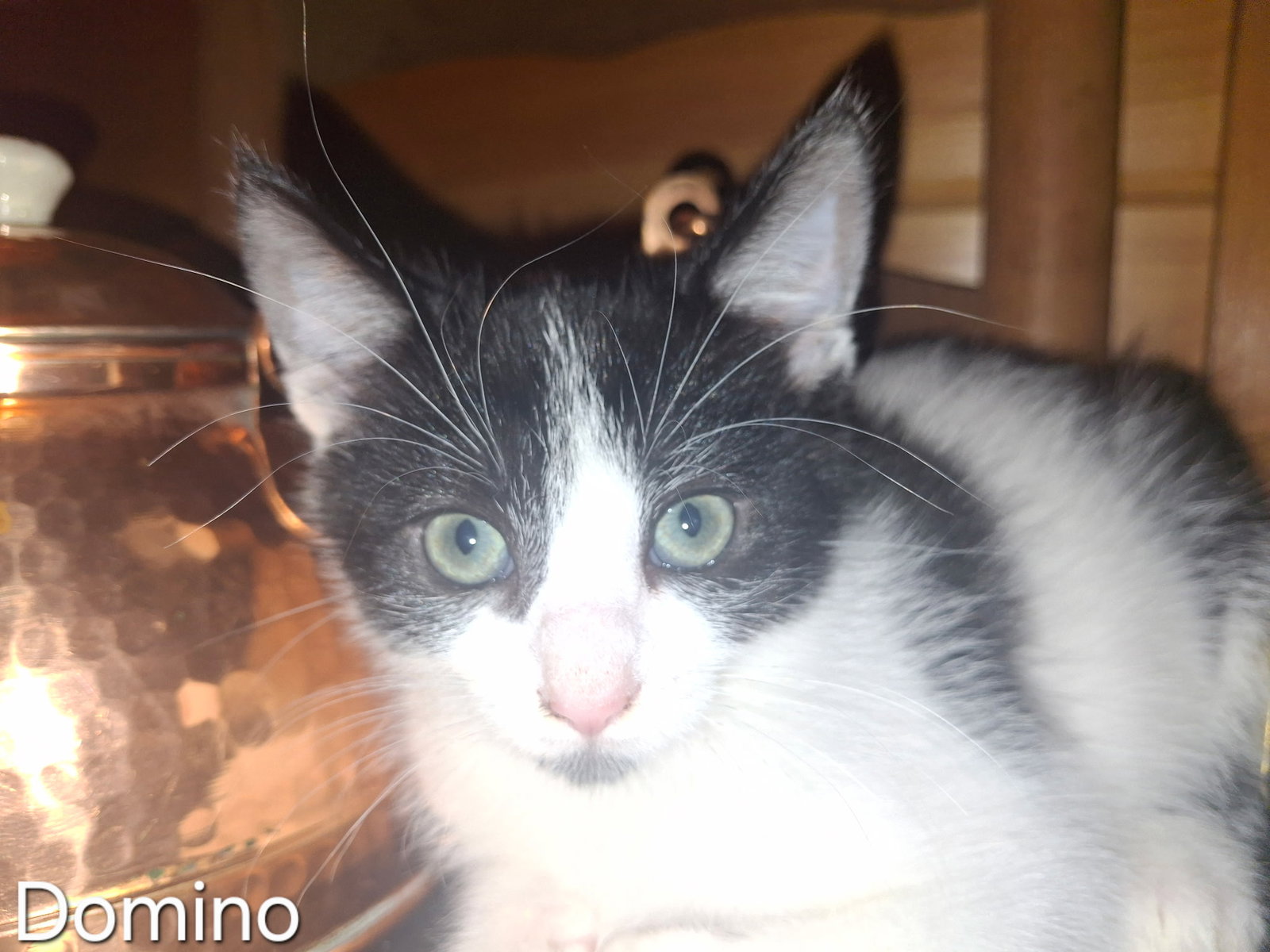 Domino