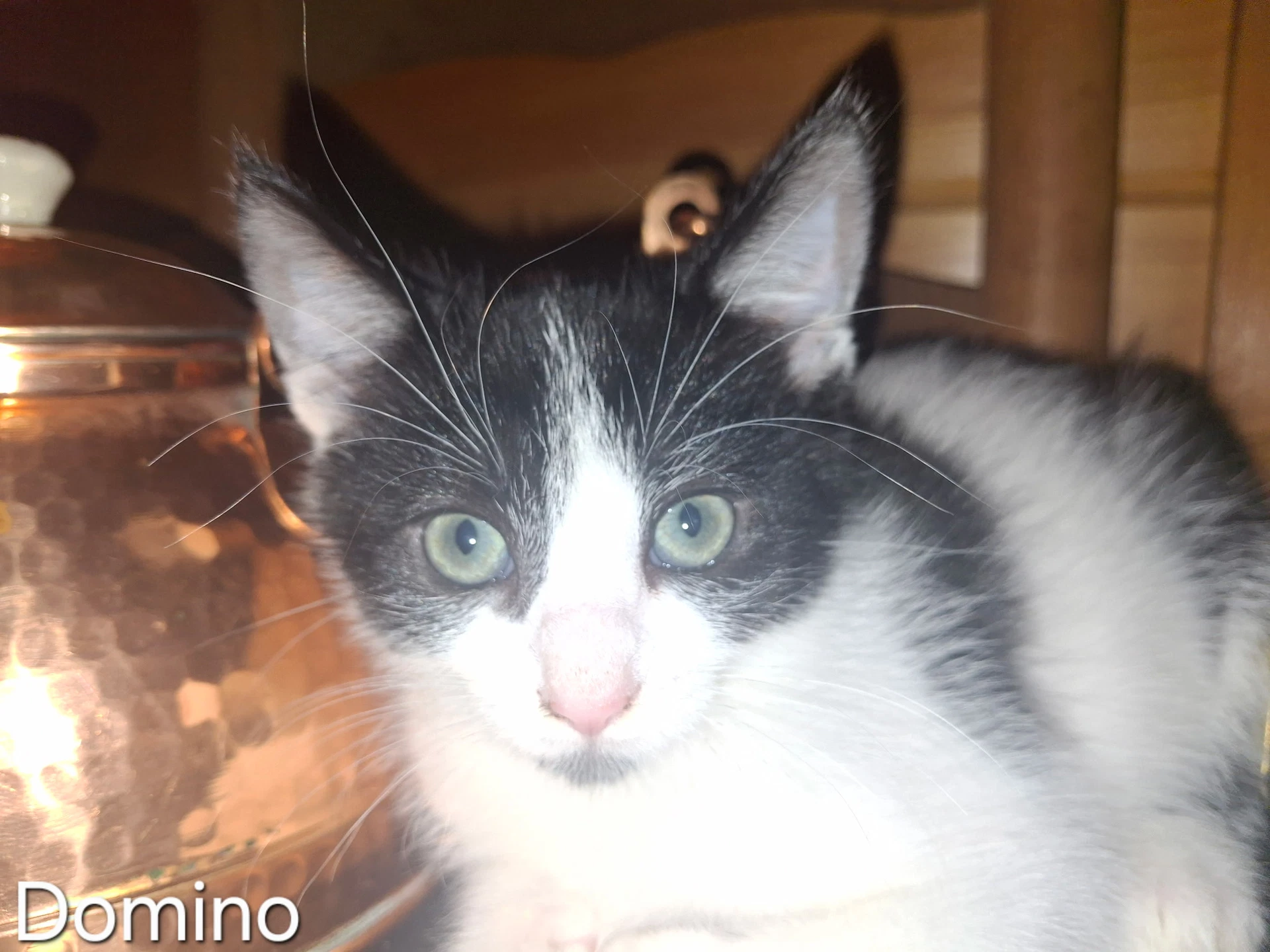 Domino