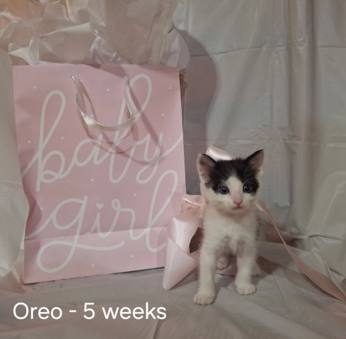 picture of the cat needing adoption