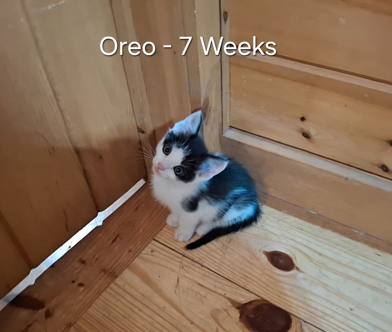 Oreo, photo 5