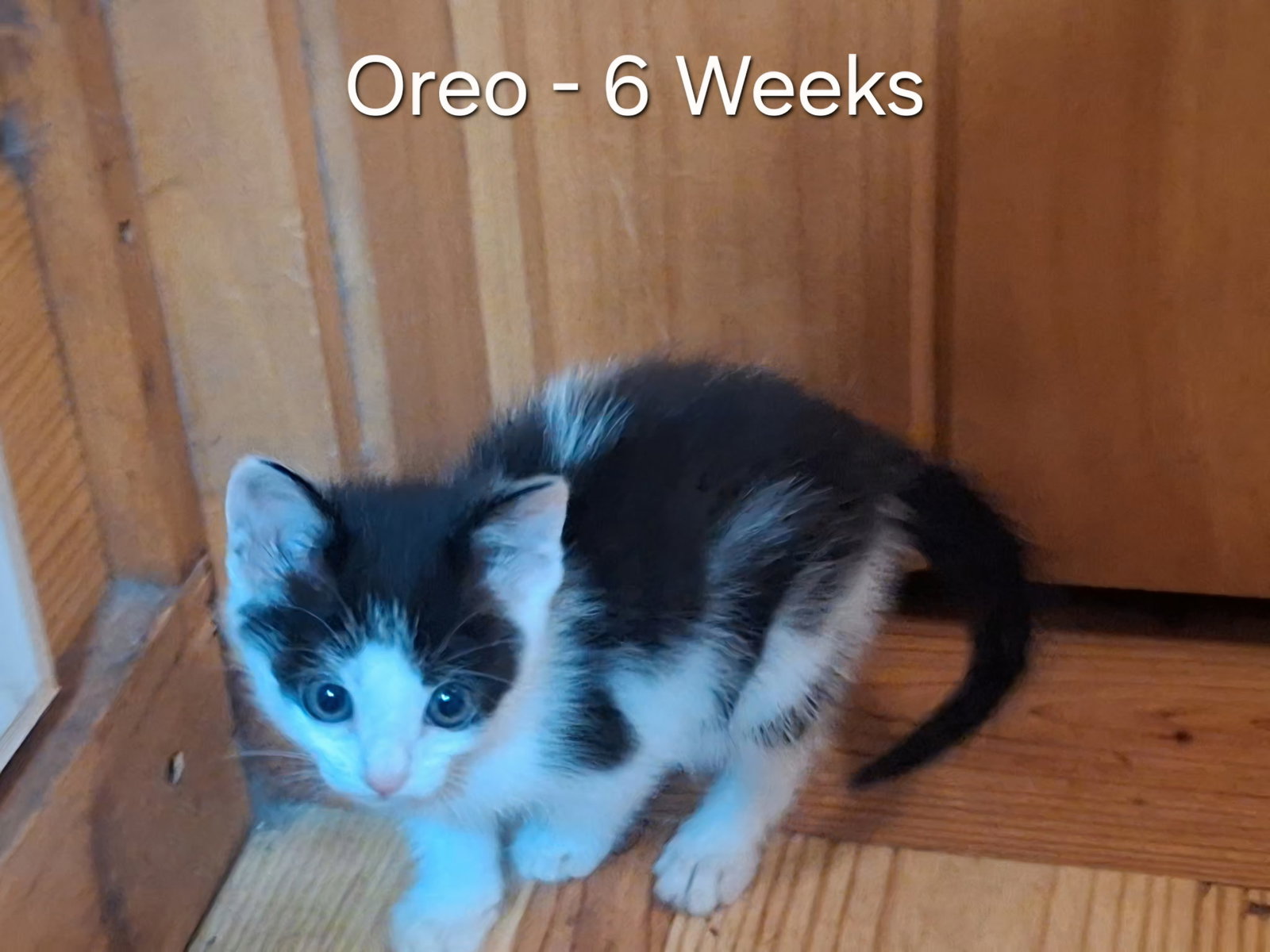 Oreo, photo 6