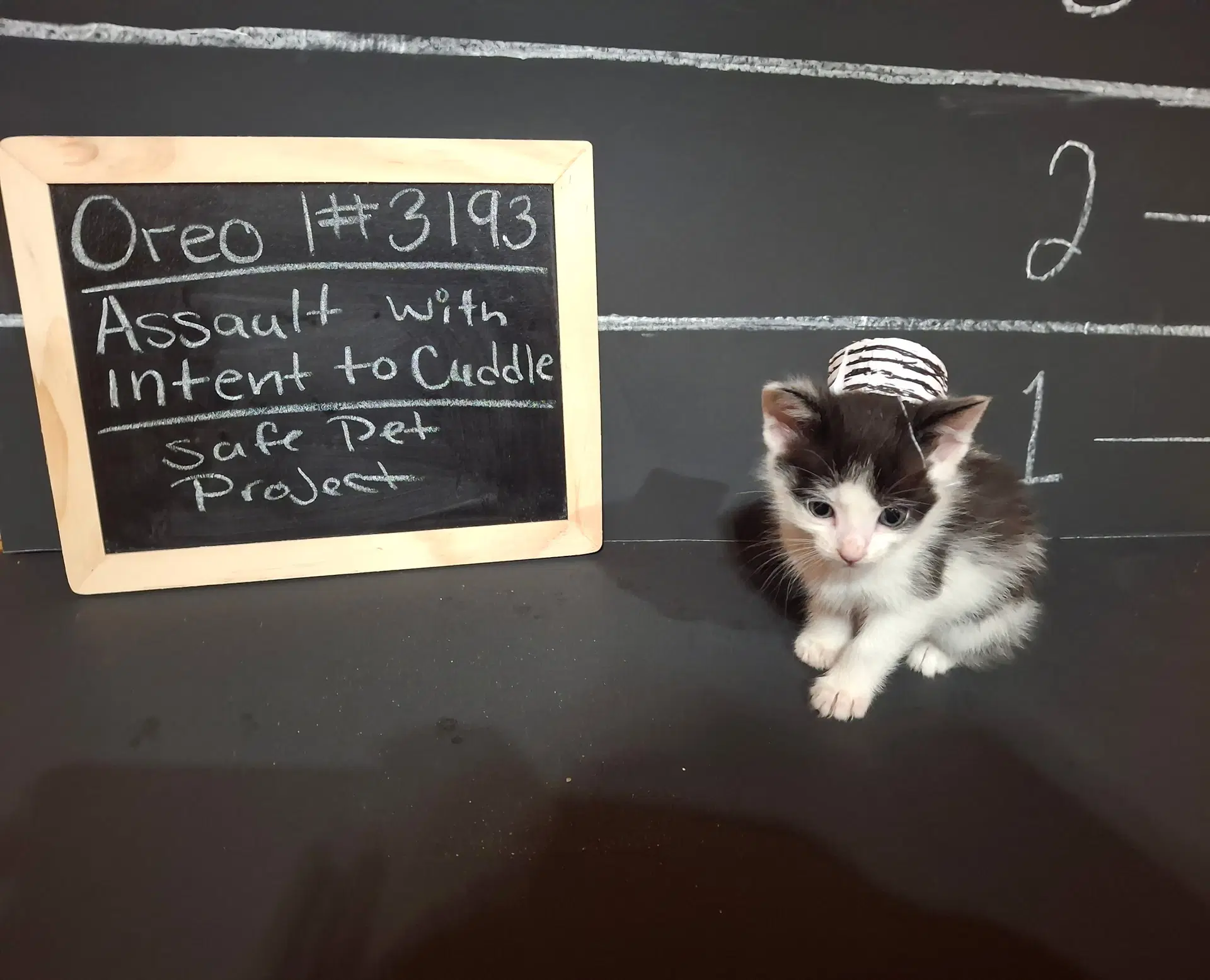 Oreo image 4