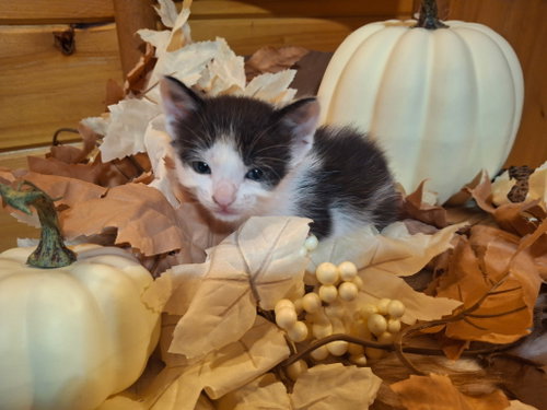 picture of the cat needing adoption