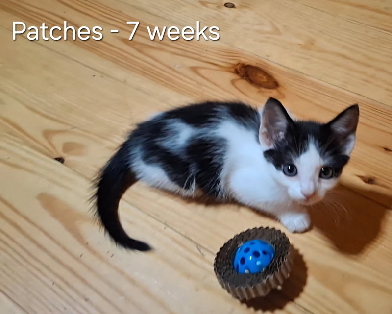 Patches, photo 4