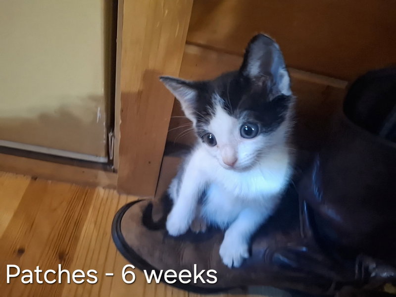 Patches, photo 5