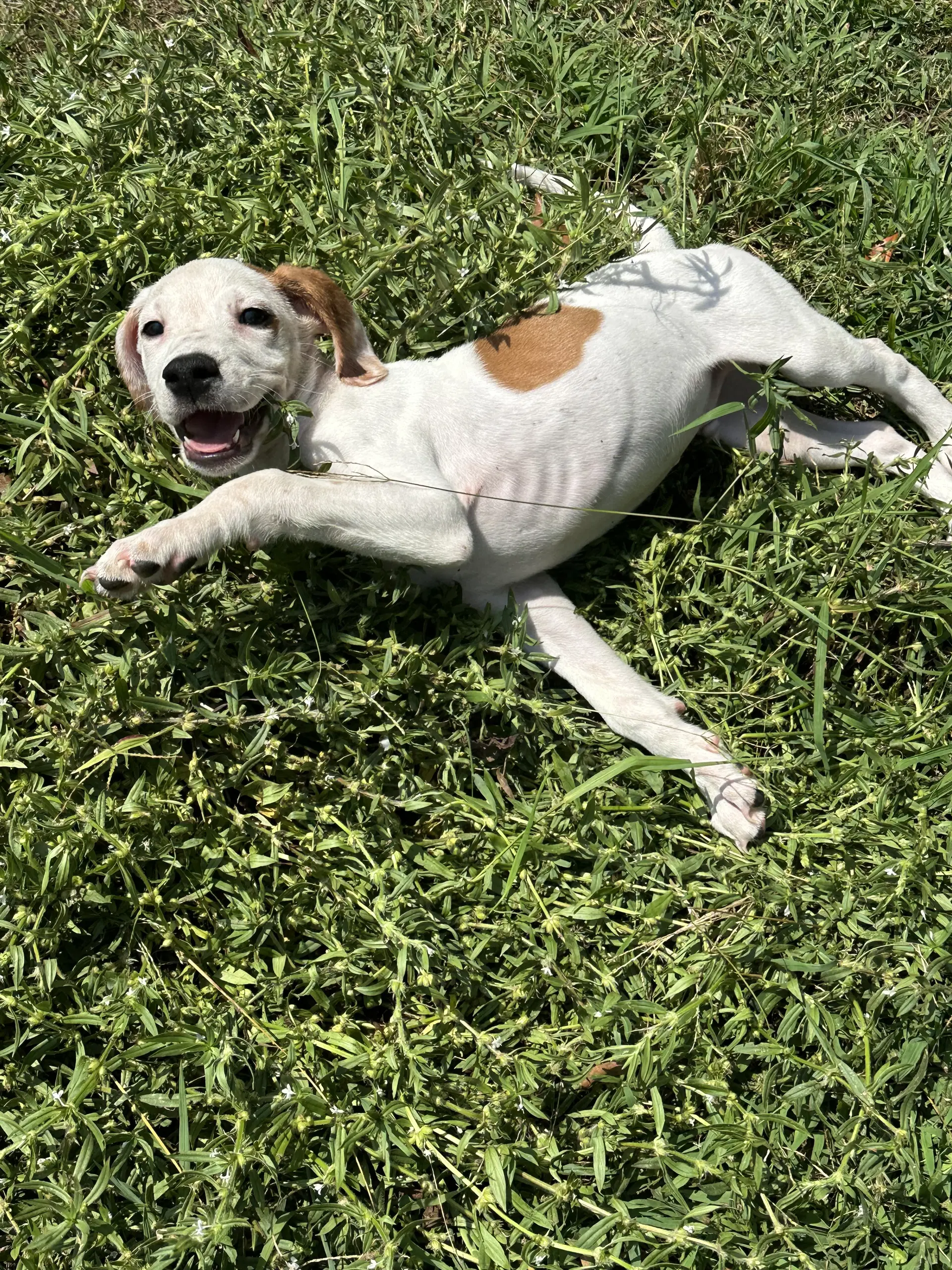 Brutus - Hound